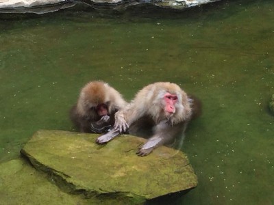 image 400x300 日本で唯一！温泉に入る猿？！