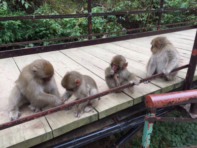 image4 400x300 日本で唯一！温泉に入る猿？！