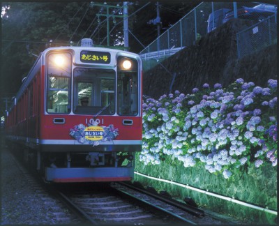 あじさい電車 400x324 初夏の訪れを感じよう～６月季節の花鑑賞～