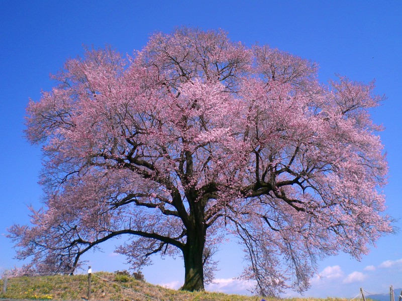 わに塚の桜 先取り！【春の絶景】桜のトンネルやカラフル絨毯♪