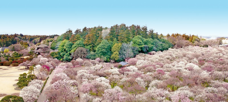 水戸偕楽園・梅まつり 先取り！【春の絶景】桜のトンネルやカラフル絨毯♪
