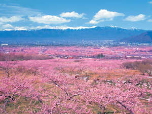 笛吹桃源郷 先取り！【春の絶景】桜のトンネルやカラフル絨毯♪