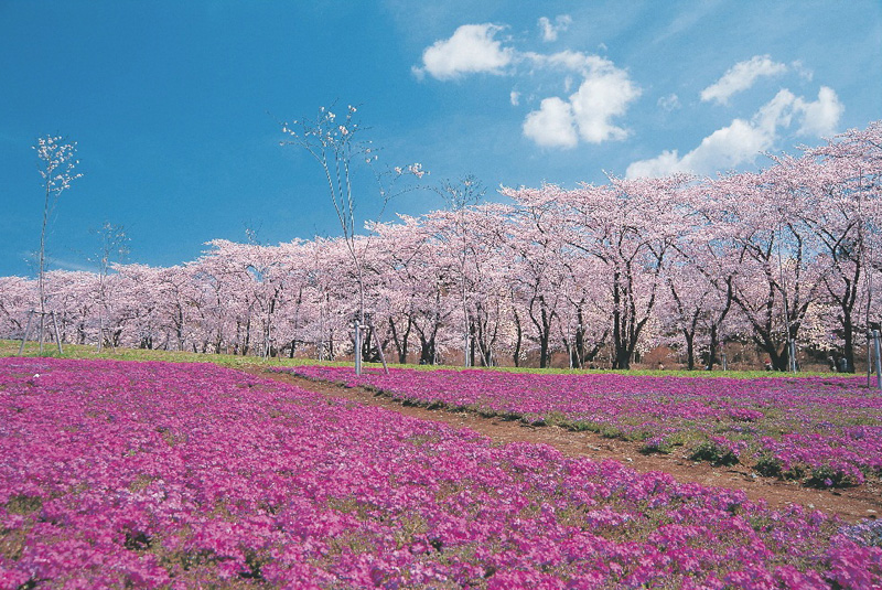 赤城千本桜・群馬・芝桜 先取り！【春の絶景】桜のトンネルやカラフル絨毯♪
