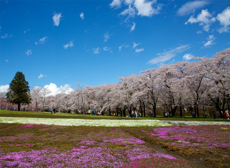赤城千本桜 春が待ち遠しい！美景の関東さくらスポットまとめ