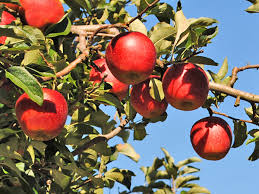 りんご狩り 秋の女子旅計画～りんご狩り＆モコモココキア～
