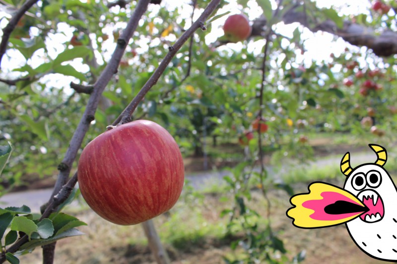  りんごの街・弘前で秋のアップルパイめぐり。